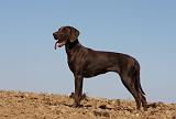 BRAQUE ALLEMAND 202